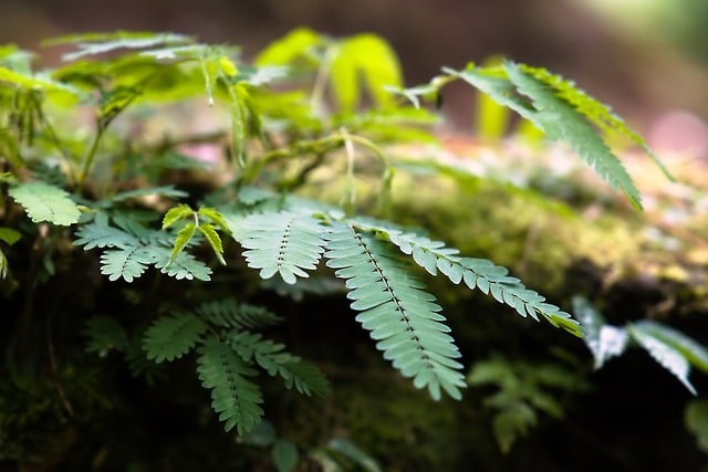 Free download fern foliage nature forest leaves free picture to be edited with GIMP free online image editor
