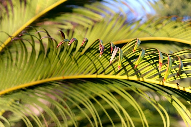 Free download fern foliage plants evergreen free picture to be edited with GIMP free online image editor