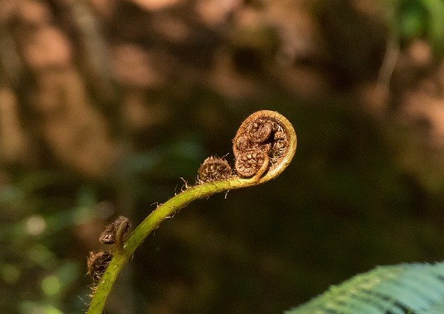 Free download Fern Frond Bud -  free photo or picture to be edited with GIMP online image editor