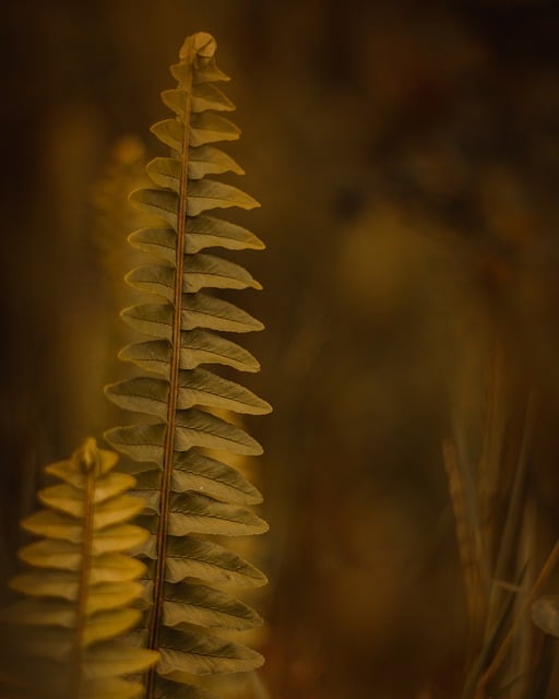 Free download fern grass leaf green yellow axis free picture to be edited with GIMP free online image editor