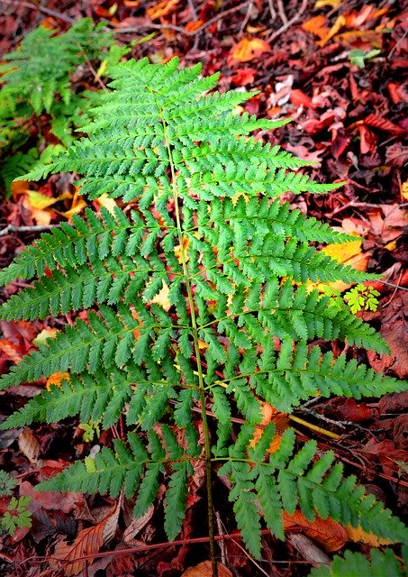 Descarga gratuita Fern Green Plant: foto o imagen gratuita para editar con el editor de imágenes en línea GIMP