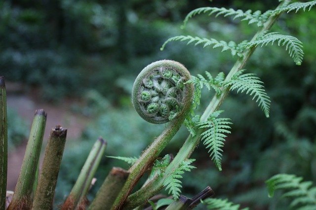 Free download Fern Ireland Nature -  free photo or picture to be edited with GIMP online image editor