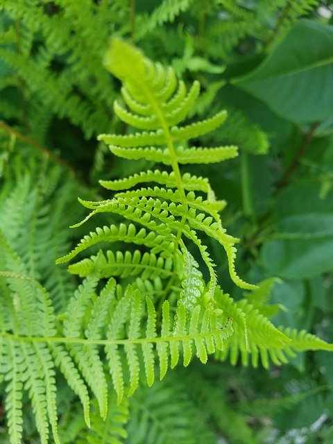 Free download Fern Leaf -  free photo or picture to be edited with GIMP online image editor