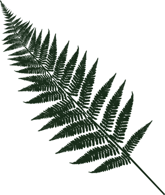 ດາວໂຫຼດ Fern Leaf Forest ຟຣີ - ຮູບພາບ vector ຟຣີໃນ Pixabay ຮູບພາບທີ່ບໍ່ເສຍຄ່າເພື່ອແກ້ໄຂດ້ວຍ GIMP ບັນນາທິການຮູບພາບອອນໄລນ໌ຟຣີ