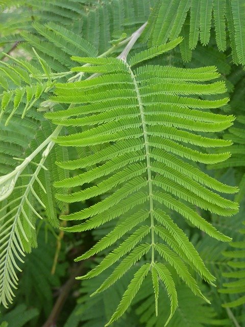Free download Fern Leaf Green -  free photo or picture to be edited with GIMP online image editor