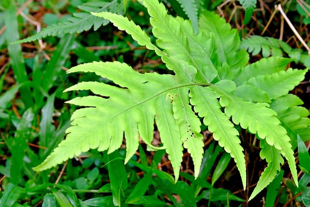Free download fern leaf nature plant free picture to be edited with GIMP free online image editor