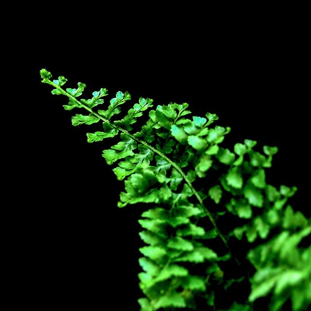 Free download Fern Leaf Plant -  free photo or picture to be edited with GIMP online image editor