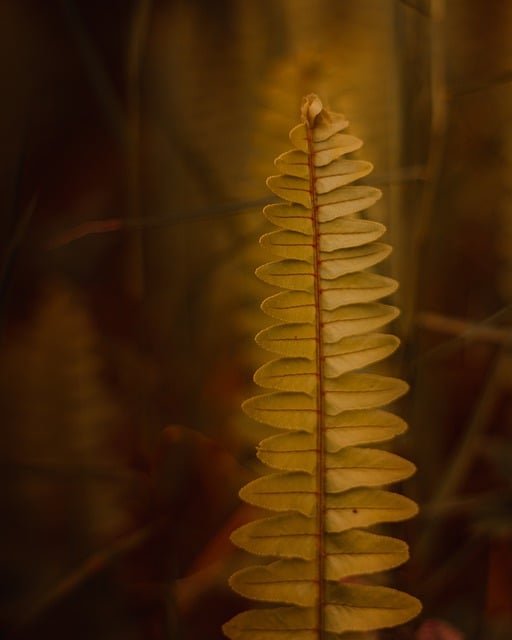 Free download fern leaf rachis green nature free picture to be edited with GIMP free online image editor