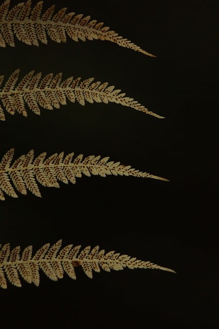 Free download fern leaves design embroidery free picture to be edited with GIMP free online image editor