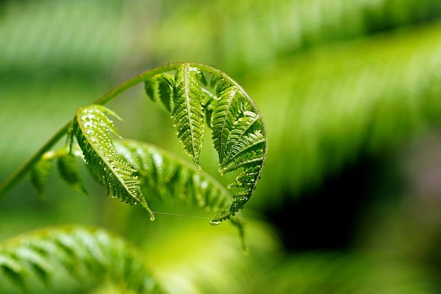 Free download fern leaves flora botany growth free picture to be edited with GIMP free online image editor