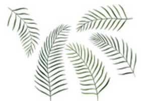 Fern leaves illustration GIMP online editor free Free download Fern leaves illustration free photo or picture to be edited with GIMP online image editor