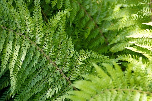 Free download fern leaves plant free picture to be edited with GIMP free online image editor