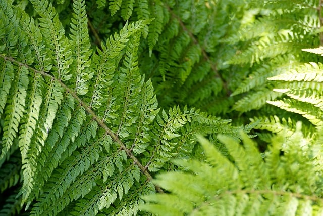 Téléchargement gratuit de feuilles de fougère plante image gratuite à éditer avec l'éditeur d'images en ligne gratuit GIMP