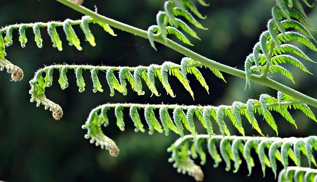 Free download fern leaves plant green botany free picture to be edited with GIMP free online image editor