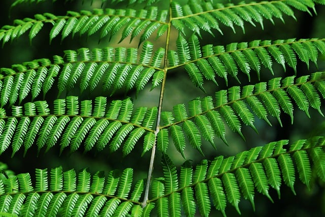 Free download fern leaves plant green nature free picture to be edited with GIMP free online image editor
