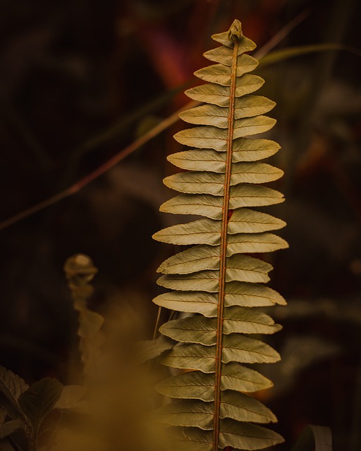 Free download fern leaves plant rachis nature free picture to be edited with GIMP free online image editor