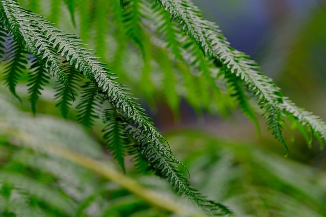 Free download fern leaves tree nature free picture to be edited with GIMP free online image editor