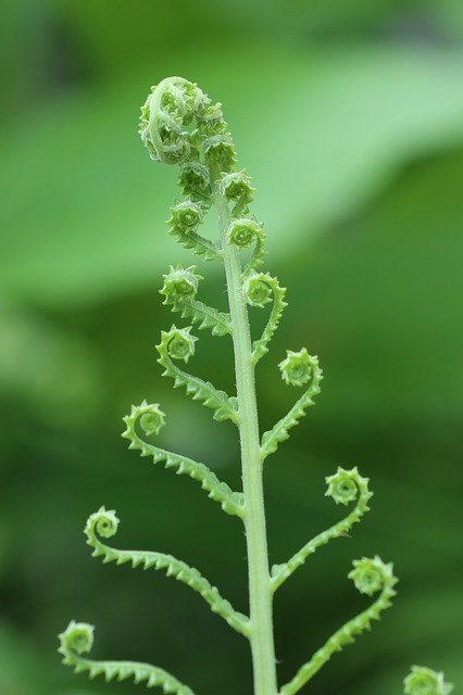 Free download Fern Lines Curve -  free photo or picture to be edited with GIMP online image editor