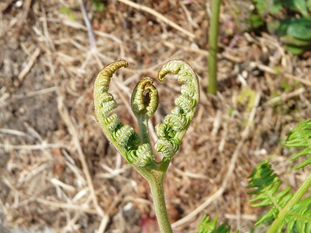 Free download Fern Nature -  free photo or picture to be edited with GIMP online image editor