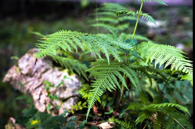 Free download fern nature forest flora leaves free picture to be edited with GIMP free online image editor