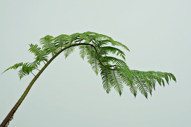 Free download fern nature leaves plant flora free picture to be edited with GIMP free online image editor