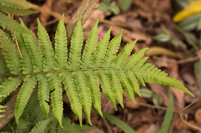 Free download fern park green sheets vegetation free picture to be edited with GIMP free online image editor