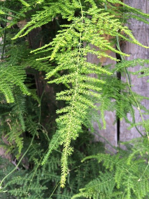 Free download Fern Plant -  free photo or picture to be edited with GIMP online image editor