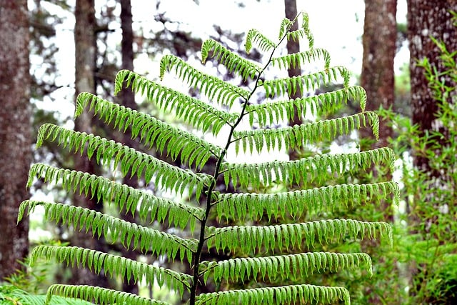 Free download fern plant green leaves nature free picture to be edited with GIMP free online image editor