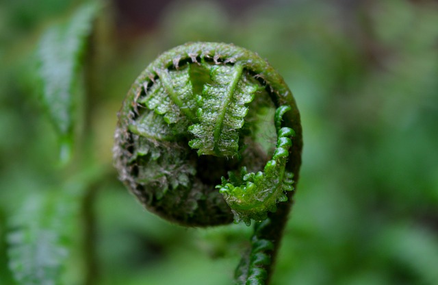 Free download fern rolled up garden green free picture to be edited with GIMP free online image editor