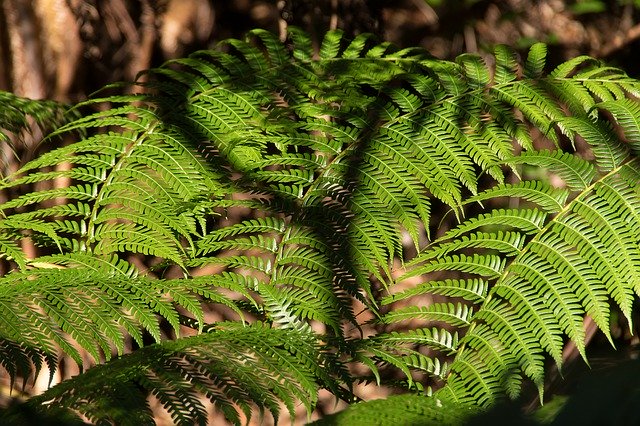 Gratis download Ferns Fronds Foliage - gratis foto of afbeelding om te bewerken met GIMP online afbeeldingseditor