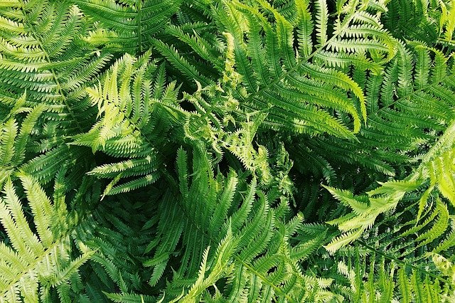 Free download Ferns Green Nature -  free photo or picture to be edited with GIMP online image editor