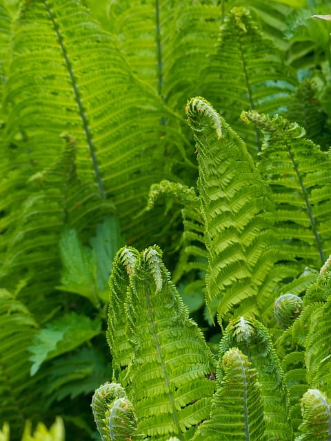 Free download fern spring greens fronds nature free picture to be edited with GIMP free online image editor