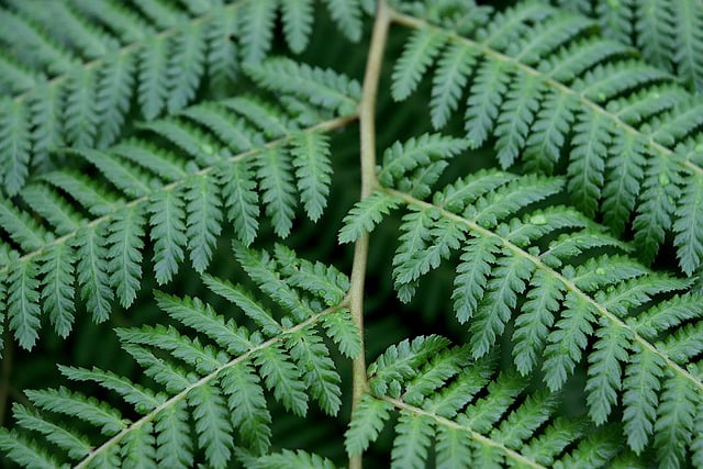 Free download fern tropical fern foliage free picture to be edited with GIMP free online image editor