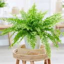 fern wallpaper  screen for extension Chrome web store in OffiDocs Chromium