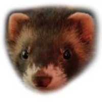 Free download ferret free photo or picture to be edited with GIMP online image editor
