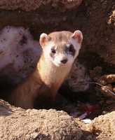 Free download Ferret pictures free photo or picture to be edited with GIMP online image editor