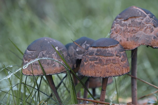 Téléchargement gratuit d'une image gratuite de champignon de disque d'engrais à modifier avec l'éditeur d'images en ligne gratuit GIMP