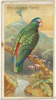 Free download Festive Green Parrot, from the Birds of the Tropics series (N5) for Allen & Ginter Cigarettes Brands free photo or picture to be edited with GIMP online image editor