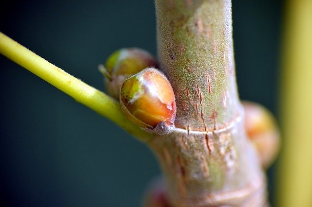Free picture Ficus Religiosa Peepal Bud -  to be edited by GIMP free image editor by OffiDocs