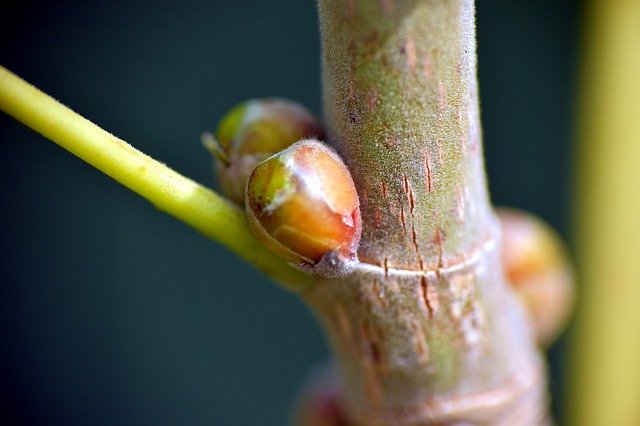 Muat turun percuma Ficus Religiosa Peepal Bud - foto atau gambar percuma untuk diedit dengan editor imej dalam talian GIMP