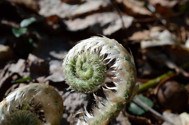 Безкоштовно завантажте Fiddlehead Sprout Young — безкоштовну фотографію чи зображення для редагування в онлайн-редакторі зображень GIMP