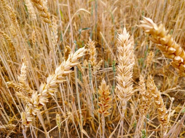 Free download Field Agriculture Cereals -  free photo or picture to be edited with GIMP online image editor