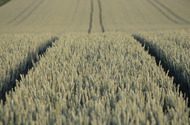 Free download field agriculture grain monoculture free picture to be edited with GIMP free online image editor