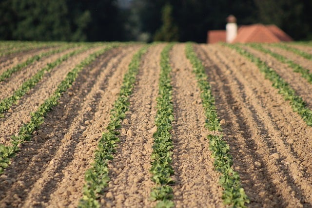 Free download field agriculture rural cultivation free picture to be edited with GIMP free online image editor