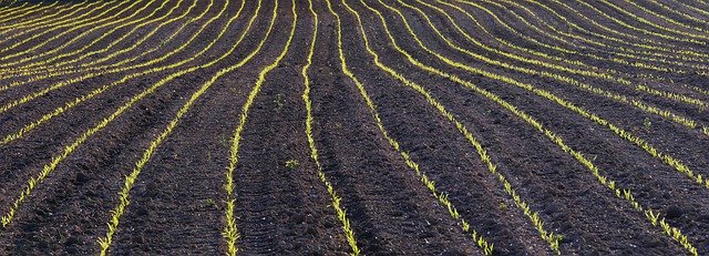 Free download Field Arable Germinate -  free photo or picture to be edited with GIMP online image editor
