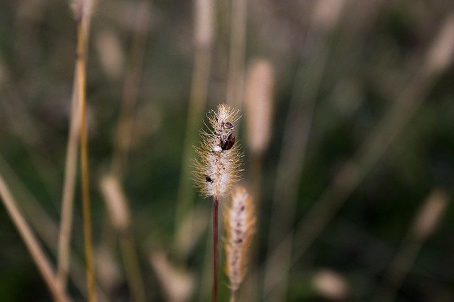 Ücretsiz indir Field Bee Insects - GIMP çevrimiçi resim düzenleyici ile düzenlenecek ücretsiz fotoğraf veya resim