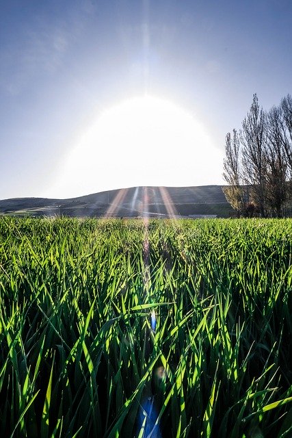 Free download Field Burgos -  free photo or picture to be edited with GIMP online image editor