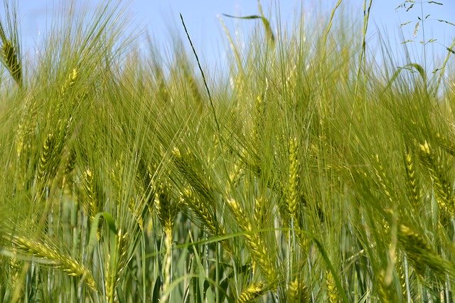 Free picture Field Cereals Agriculture -  to be edited by GIMP free image editor by OffiDocs