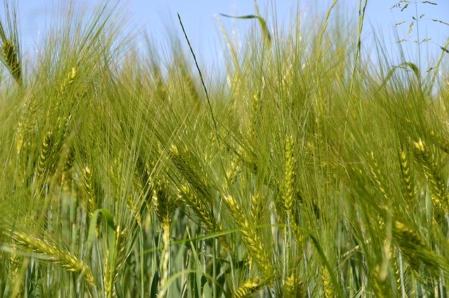 Free download Field Cereals Agriculture -  free photo or picture to be edited with GIMP online image editor