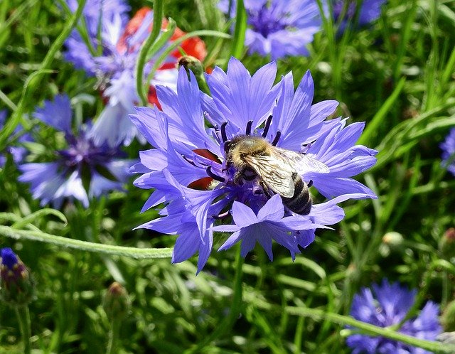 Muat turun percuma Field Cornflowers Bee - foto atau gambar percuma untuk diedit dengan editor imej dalam talian GIMP